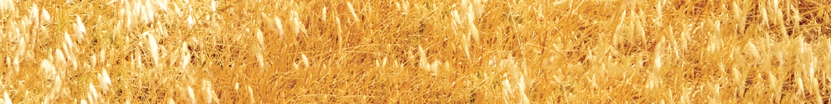 Grain background image